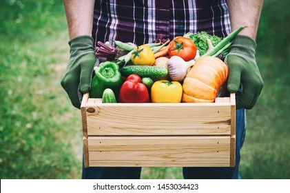 Farmer Holds In His Hands A Wooden Box With A Vegetables Produce On The Green Background. Fresh And Organic Food.