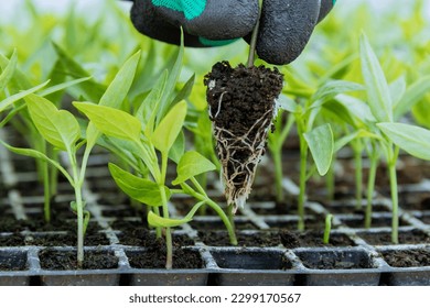 A farmer holds a pepper seedling with a well-developed root.