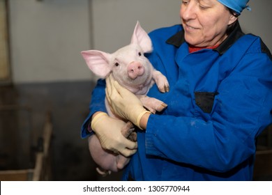 Farmer Holds Piglets, Woman An Pig