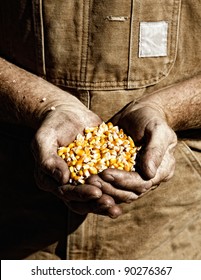 A Farmer Holds Seed Corn In His Calloused Hands (sepia Tint Added).