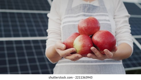 A Farmer Holds Several Red Apples In His Hands Against The Backdrop Of Solar Panels Behind Him