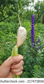 A Farmer Holds A White Turnip Root Crop In His Hand, Which He Has Just Dug Up In The Garden