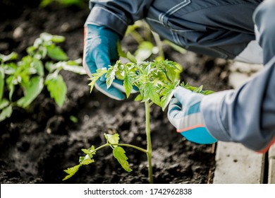 A farmer holds a young tomato plant in the garden, a close-up of a man's hand studying the growth of shoots on the plantation. Concept of crop production