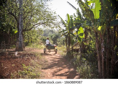 Farmer In A Horse Cart In Viñales Valley 