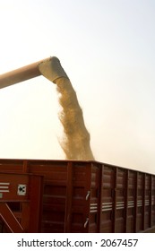 A Farmer In Illinois Loads His Grain Into A Wagon To Be Taken To An Elevator.