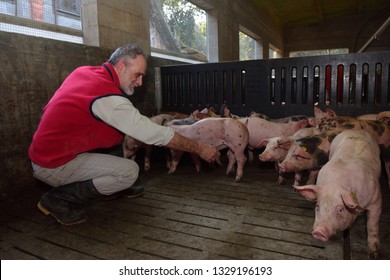 farmer inside a pig farm, petting the pigs - Powered by Shutterstock