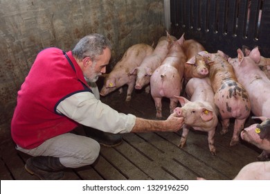 Farmer Inside A Pig Farm, Petting The Pigs