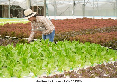 Farmer Inspect, Check And Take Care Farm Products And Fresh Vegetables In Greenhouse Or Organic Farm With Happy For Food Supply Chain And Delivery To Customer, Hydroponic Farm And Agriculture Concept