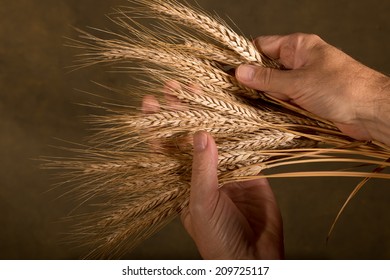 farmer inspect wheat