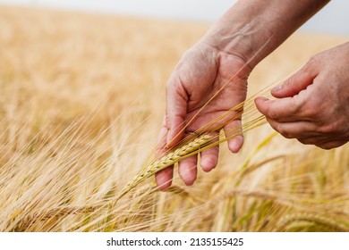 Farmer inspecting agricultural field and control quality of barley crop before harvesting. Female hand touching ripe cereal plant