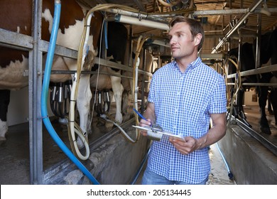 Farmer Inspecting Cattle During Milking