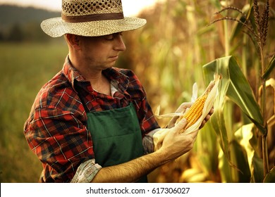 Farmer Inspecting Corn Cob At His Field