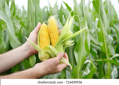 Farmer inspecting corn cobs with maize field at background - Shutterstock ID 714439936