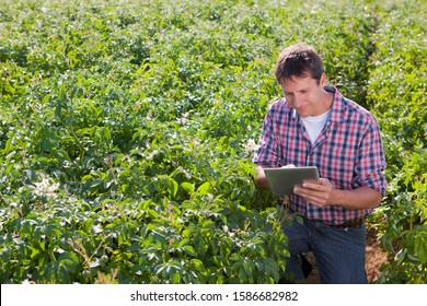 Farmer Inspecting Potato Crop In Field