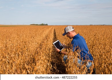 Farmer Inspecting Soybean Field