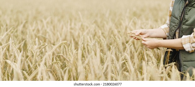 Farmer inspecting wheat in agricultural field. Farmer woman's hands holding a wheat ears at the farm field. - Shutterstock ID 2180026077