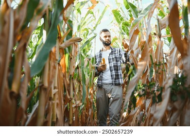 Farmer inspecting the years maize or sweetcorn harvest - Powered by Shutterstock