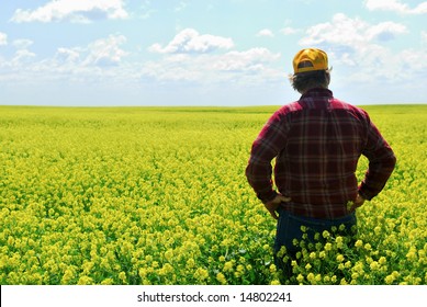 A Farmer Inspects Canola Crop.  Older Generations Still Call Canola Rapeseed.