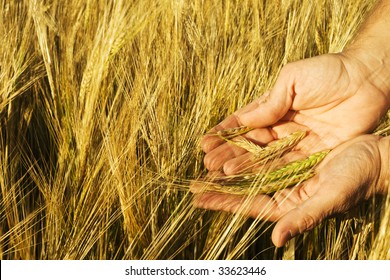 A Farmer Inspects A Durum Wheat Crop