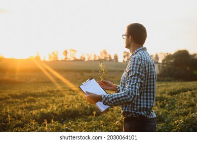 A Farmer Inspects A Green Soybean Field. The Concept Of The Harvest