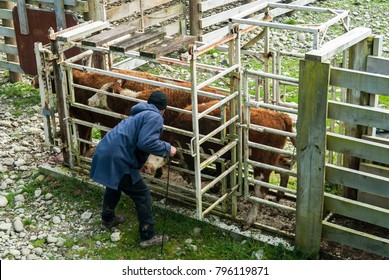 A Farmer inspects his cattle in a stockyard race on a farm in the Wairarapa in New Zealand