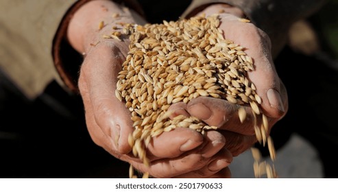 Farmer inspects his crop of hands hold ripe wheat seeds. - Powered by Shutterstock