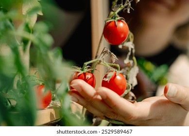 Farmer inspects ripe cherry tomatoes in a vibrant greenhouse, showcasing fresh produce and sustainable agriculture. Bright colors contrast against a natural backdrop, perfect for food projects - Powered by Shutterstock