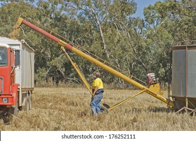 A Farmer Keeping An Eye On Grain Loading Into Truck