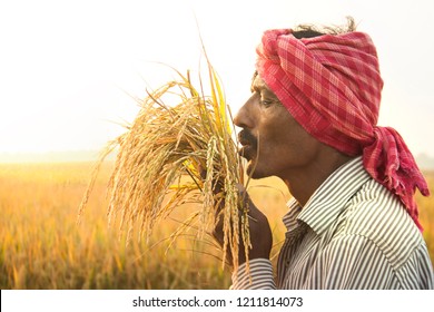 Farmer Kissing His Rice Crop, West Bengal, India, Jan 1 2000