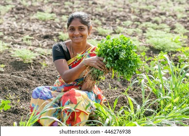 Farmer Lady Plucking Fenugreek Vegetable In The Farm, Rural People Daily Lifestyle, Salunkwadi, Ambajogai, Beed, Maharashtra, India, Southeast Asia.