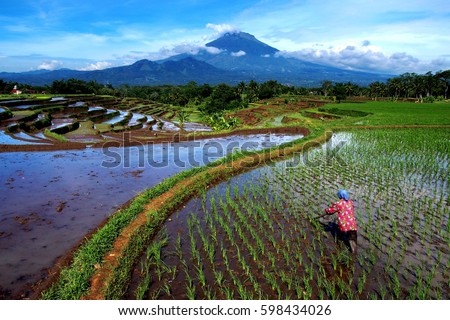 Farmer and landscape rice field in magelang, central java, indonesia