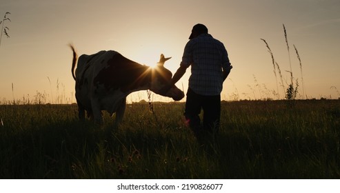 Farmer leads his cow through the meadow at sunset. Small farmers concept - Shutterstock ID 2190826077