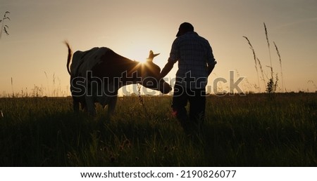 Farmer leads his cow through the meadow at sunset. Small farmers concept
