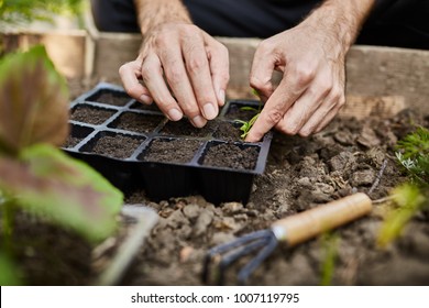 Farmer Life. Gardener Planting Young Seedlings Of Parsley In Vegetable Garden. Close Up Of Man Hands Working In Garden, Planting Seeds, Watering Plants.