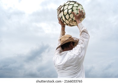 The Farmer Is Loading The Agave To Put It On The Truck.