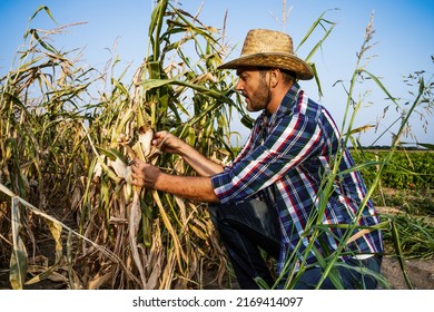 1,393 Farmer worried Images, Stock Photos & Vectors | Shutterstock