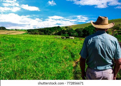 Farmer Looking To Sunrise Into Horizon With Some Cows Ahead. Concept Of Rural Simple Life.