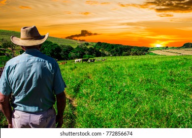 Farmer Looking To Sunrise Into Horizon With Some Cows Ahead. Concept Of Rural Simple Life.