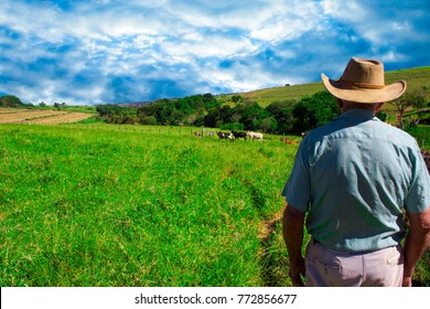 Farmer Looking To Sunrise Into Horizon With Some Cows Ahead. Concept Of Rural Simple Life.