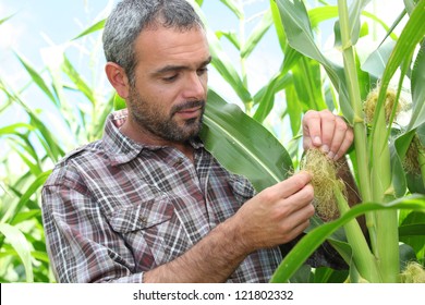 Farmer Looking At Sweetcorn In A Field