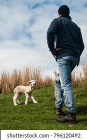 A farmer looks at a single lamb which is bleating on a sheep farm in the Wairarapa in New Zealand