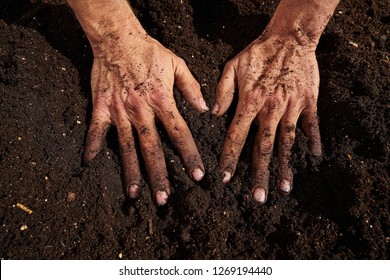 Farmer Man Hands Dirty On Substratum Of Urban Garden Orchard