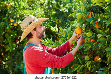 Farmer Man Harvesting Oranges In An Orange Tree Field