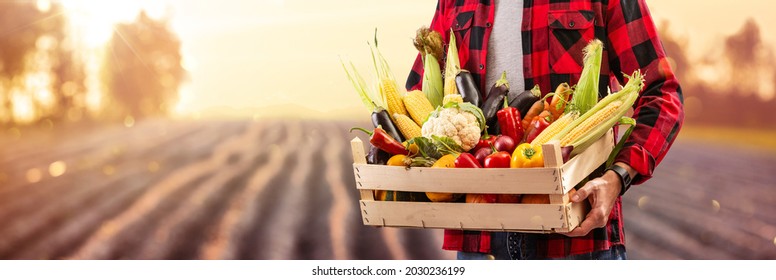 Farmer Man Holding Wooden Box Full Of Fresh Vegetables. Harvest