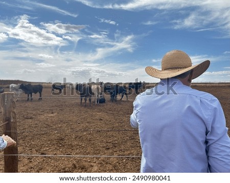 A farmer man looking for herd of beef cattle on high intensive livestock