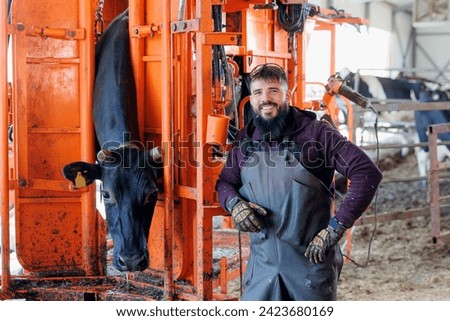 Farmer man master of pedicure for hooves cattle. Cow secured in hydraulic apparatus during hoof trimming.