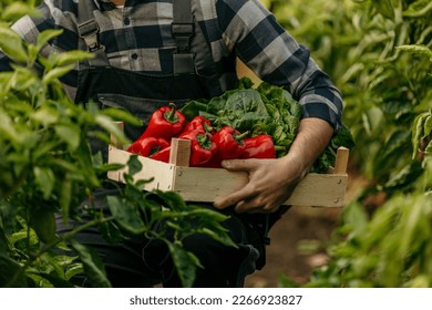 Farmer man picking up fresh raw vegetables. Basket with fresh organic vegetables and peppers in the hands. Focus on crate of raw veggies - Powered by Shutterstock