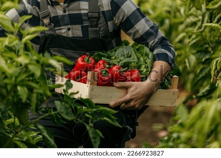 Farmer man picking up fresh raw vegetables. Basket with fresh organic vegetables and peppers in the hands. Focus on crate of raw veggies
