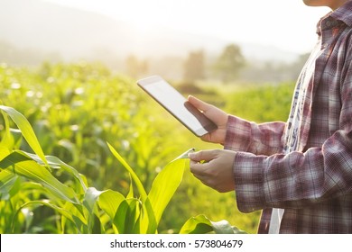 Farmer man read or analysis a report in tablet computer on a agriculture field with vintage tone on a sunlight,agriculture concept.