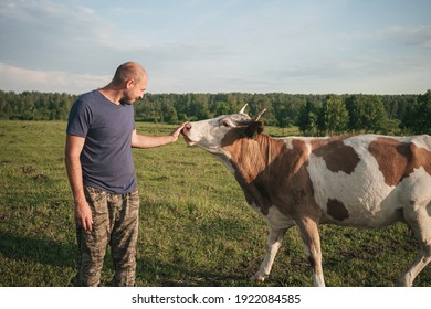 Farmer Man Stroking His Cow In Summer In The Field